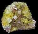 Lustrous, Yellow Cubic Fluorite Crystals - Morocco #32304-2